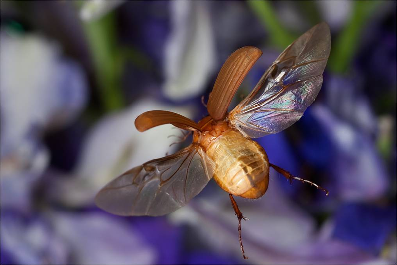 Illustration for article titled Cómo cazar espectaculares fotos de insectos en el aire